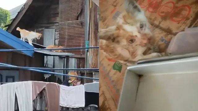 Kumpulan pemuda lakukan upaya penyelamatan kucing yang jadi korban banjir.