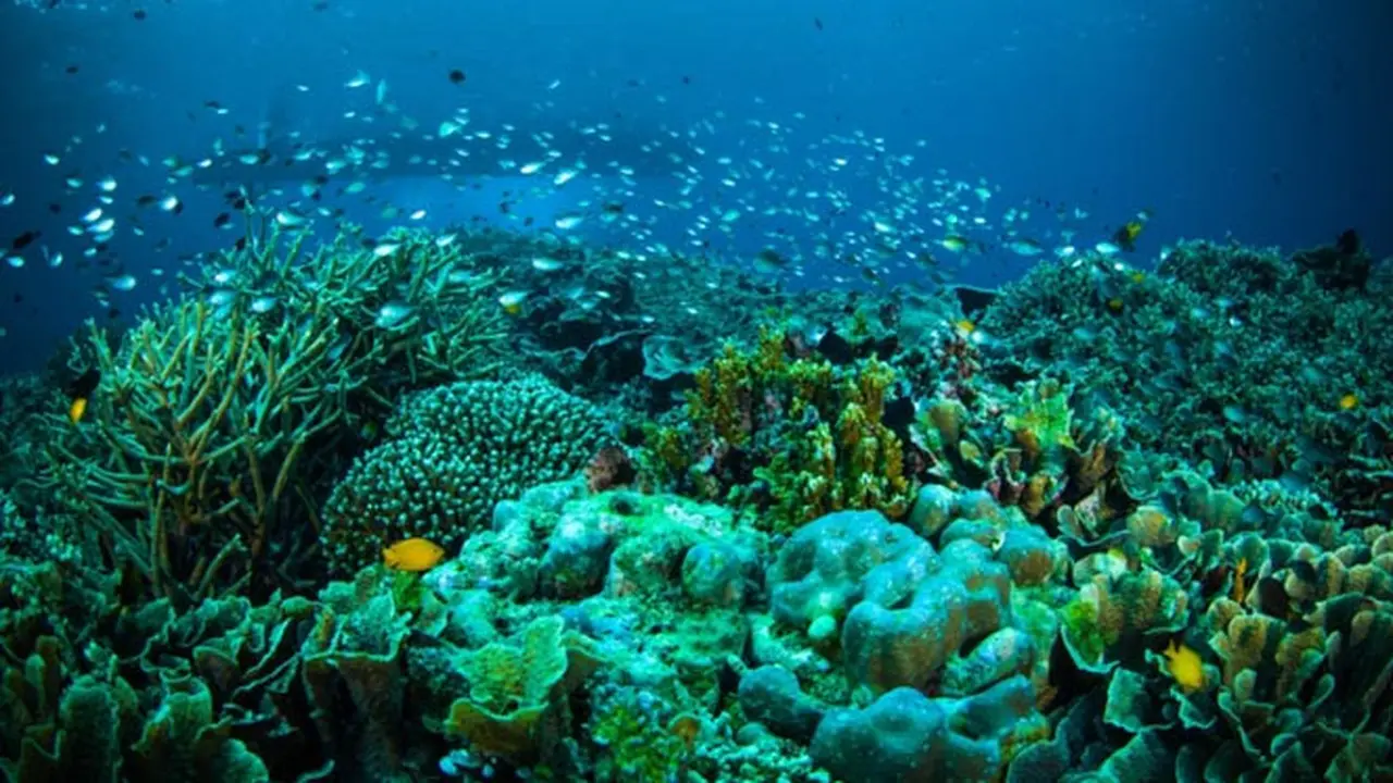 Taman Laut Bunaken (Sulawesi Utara)