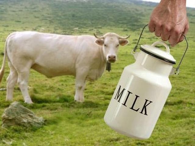 intip cara peternak as dorong produktivitas sapi perah bisnis liputan6 com intip cara peternak as dorong