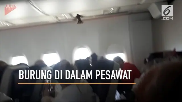 VIDEO: Burung Terbang Hebohkan Penumpang Pesawat