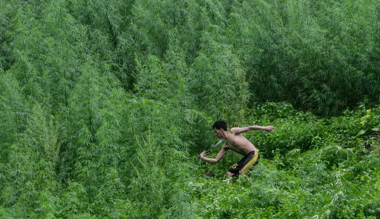 Seorang pria menebas pohon ganja di sebuah ladang di Indrapuri, Aceh, Kamis (26/4). Ladang ganja tersebut kemudian langsung dimusnahkan. (AFP/Chaideer Mahyuddin)
