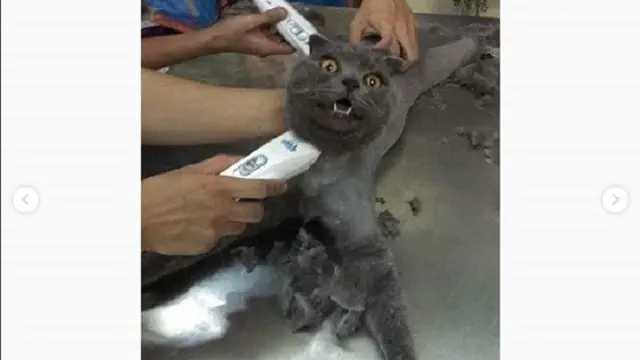 Aksi kucing ngambek ini jadi viral (foto: @omgindonesia.id)