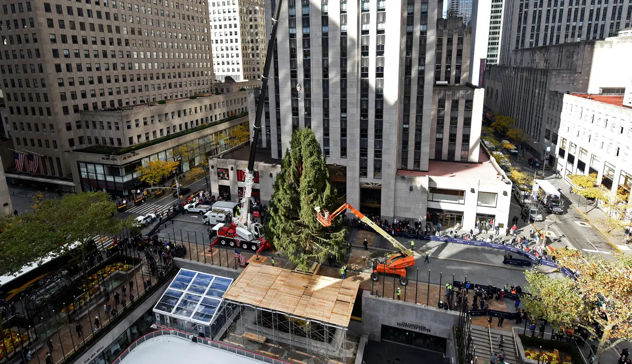 Pekerja menggunakan alat berat untuk menempatkan pohon Natal raksasa di Rockefeller Center, kota New York, Sabtu (10/11). Meskipun Natal masih sebulan lagi, pohon Natal terbesar di New York City sudah dipasang.  (Diane Bondareff/AP for Tishman Speyer)
