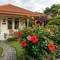 12 Tanaman Hias Outdoor Tahan Panas untuk Halaman Rumah, Cantik dan Mudah Dirawat
