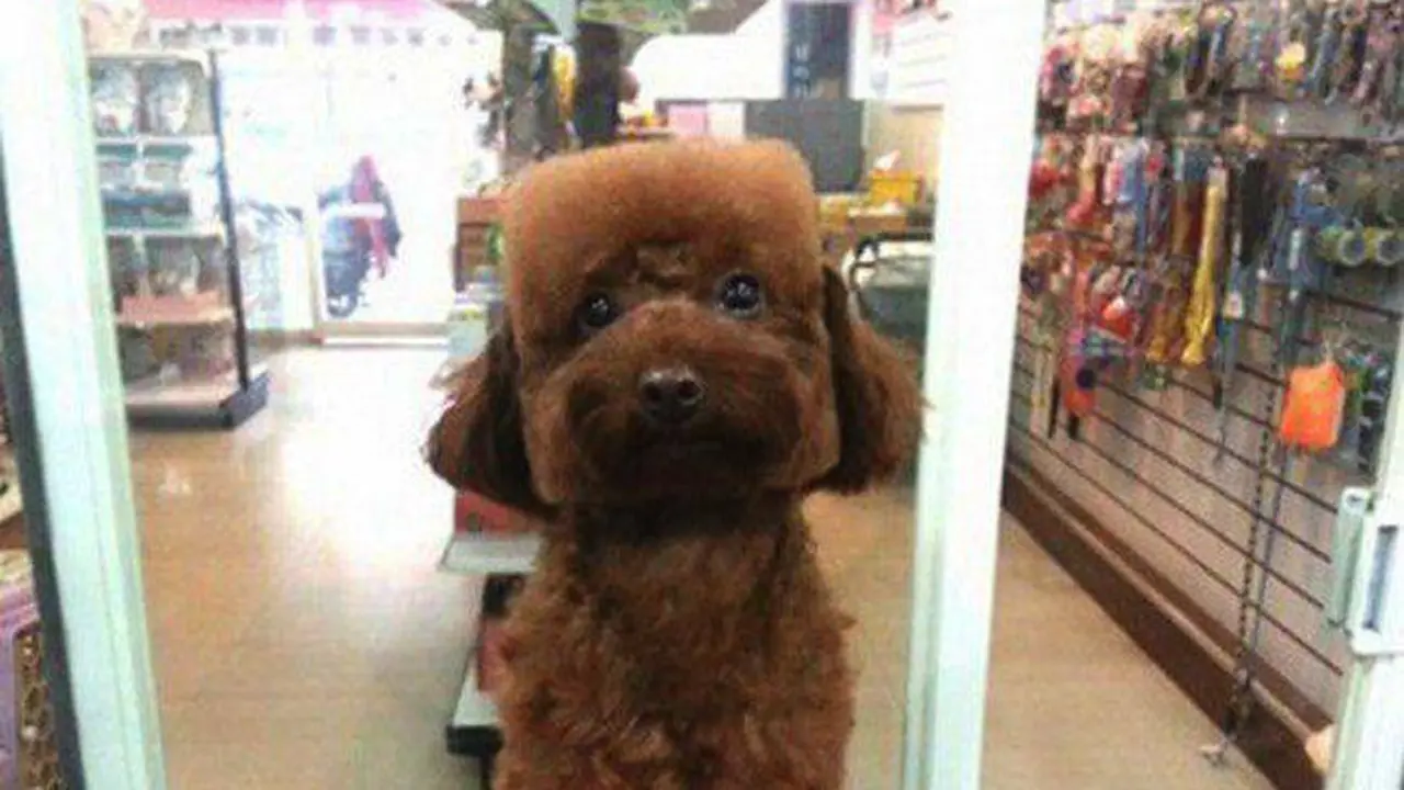 anjing
