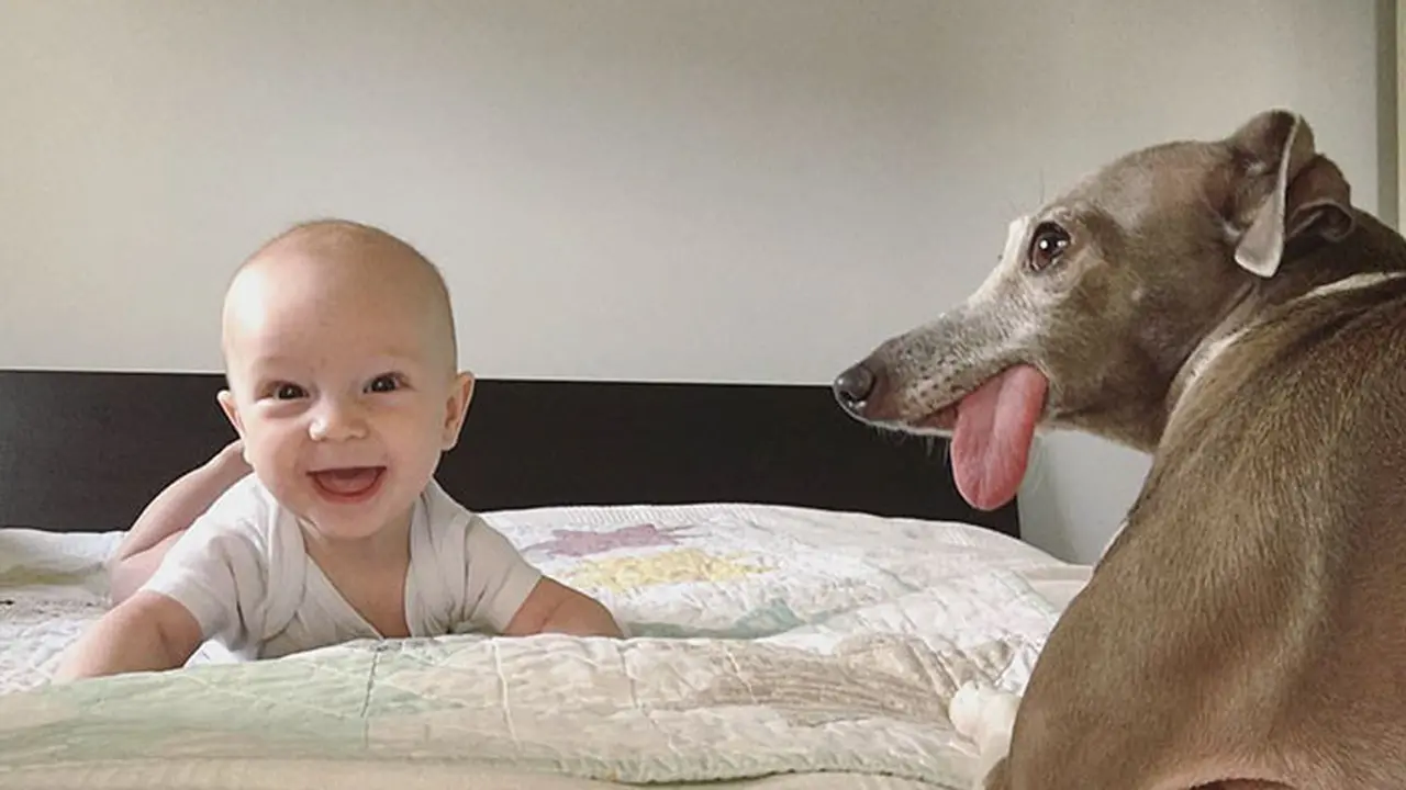 [Bintang] So sweet! Tiga tahun hidup dalam ketakutan, anjing ini terselamatkan oleh seorang bayi manusia.