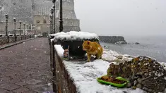 Dua ekor kucing memakan makanan saat salju tebal turun di sekitar Castel dell'Ovo, Naples, Italia, Selasa (27/2). (ANSA/CIRO FUSCO)