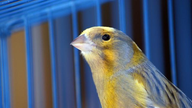 Cara Membedakan Burung Kenari Jantan Dan Betina Berdasarkan Ciri Cirinya Hot Liputan6 Com