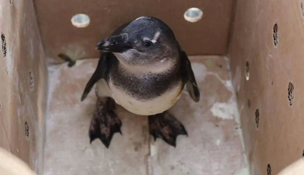 Seekor anak pinguin terlihat di dalam kardus sebelum di lepas ke habitatnya di alam bebas di pantai di Stony Point, dekat Cape Town, Afrika Selatan (8/12). (Reuters/Georgia Aquarium/Addison Hill)