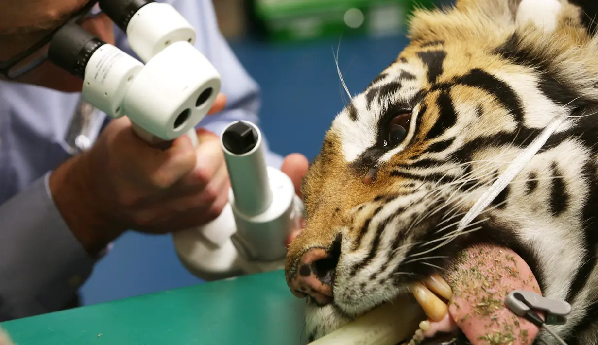 Petugas medis memeriksa mata harimau Bengal saat menjalani operasi mata ringan di Rumah Sakit Universitas Kedokteran Hewan di Camden, Sydney, Australia, Rabu (16/11). (AFP Photo/Toby Zerna)