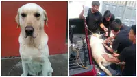 Kisah Haru Anjing Pahlawan, Melacak Korban Gempa Hingga Ajal Tiba