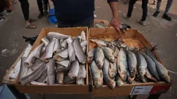 Pedagang di pasar jalanan Kota Gaza kini terlihat menjajakan komoditas seperti ikan sarden segar, daging ayam, buah-buahan, dan sayuran. Tampak dalam foto, seorang pedagang Palestina memajang ikan sarden untuk dijual di jalanan pasar lokal di Kota Gaza, Jumat, 19 Desember 2025. (AP Photo/Abdel Kareem Hana)