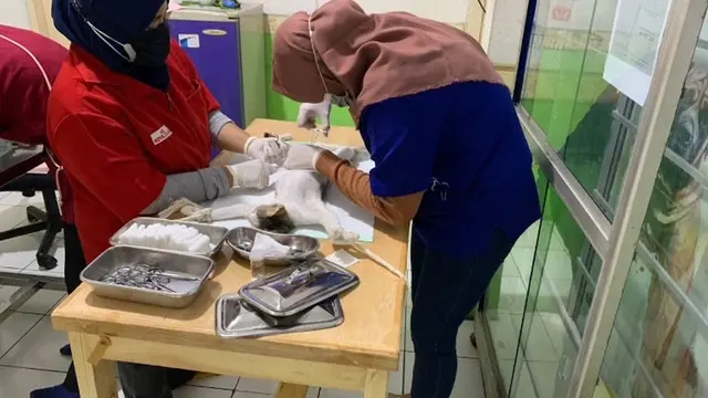 Sambut World Rabies Day, March Animal Foundation Adakan Baksos Steril dan Vaksin Rabies Gratis