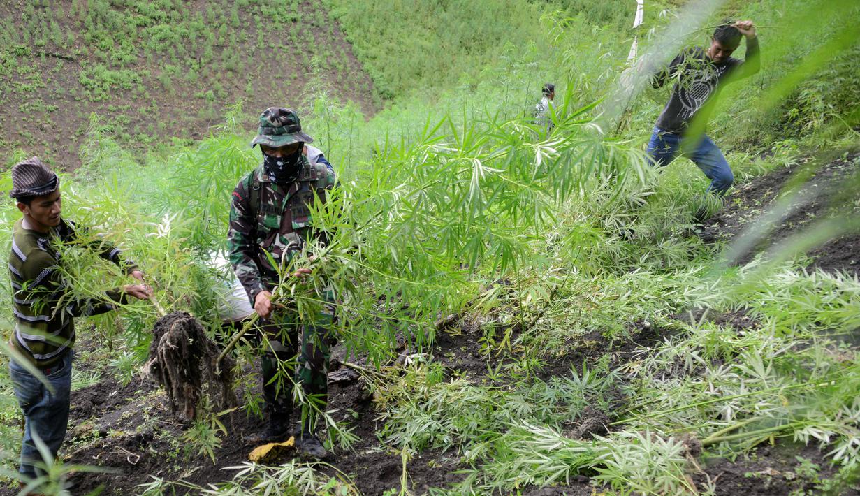 Foto Ganja / Gambar Daun Ganja | Foto Bugil Bokep 2017 : Mengaku untuk mendapatkan inspirasi sebagai content creator di sebuah perusahaan game, rifat umar memilih untuk mengonsumsi ganja.