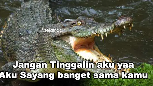 6 Meme Modus Buaya Darat Ala Netizen Ini Sukses Bikin Geregetan Hot