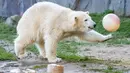 Beruang kutub "Nanook" bermain dengan bola saat merayakan ulang tahun pertamanya di kebun binatang di Gelsenkirchen, Jerman barat (4/12). (AFP Photo/dpa/Marcel Kusch)