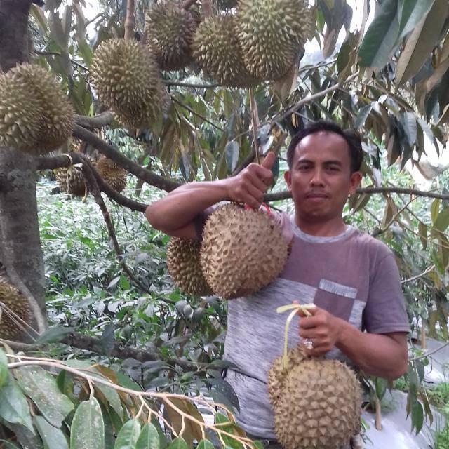 Cara Memupuk Pohon Durian Agar Cepat Berbuah Pusatbibitdurian Com