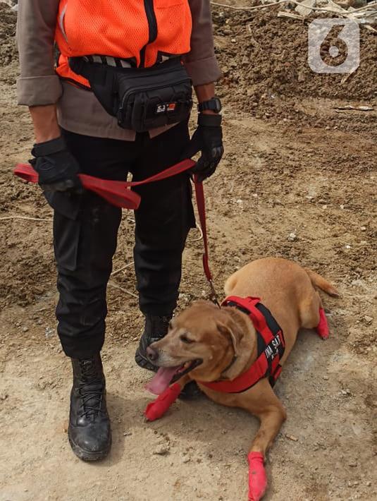 Anjing polisi K-9 duduk di tanah sebelum melakukan pencarian korban gempa di bangunan Rumah Sakit Mitra Manakarra yang runtuh di Mamuju, Minggu (17/1/2021). Polri mengerahkan enam ekor K-9 untuk membantu menangani dampak gempa bumi di Majene dan Mamuju, Sulawesi Barat (Liputan6.com/Abdul Rajab Umar)