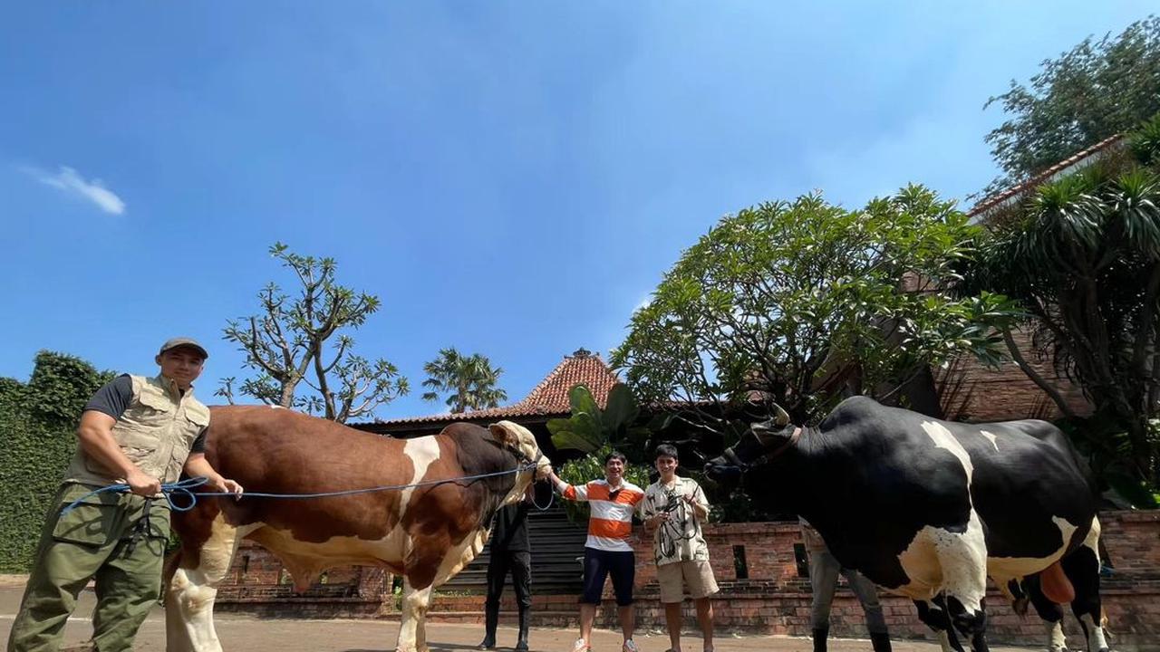 6 Potret Irfan Hakim dengan 4 Sapi Jumbo, Siap untuk Idul Adha