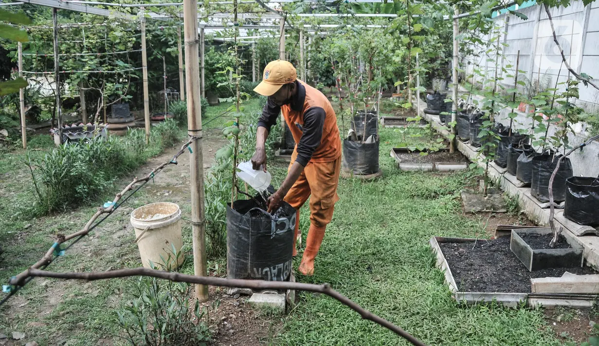 Wagiman (40), petugas Penanganan Prasarana dan Sarana Umum (PPSU) Kelurahan Pondok Kopi melakukan perawatan kebun anggur di kawasan Rawa Jaya, Kecamatan Duren Sawit, Jakarta Timur, Senin (6/6/2022). Hasil panen kebun anggur ini akan dibagikan kepada petugas PPSU dan warga sekitar secara gratis. (merdeka.com/Iqbal S. Nugroho)
