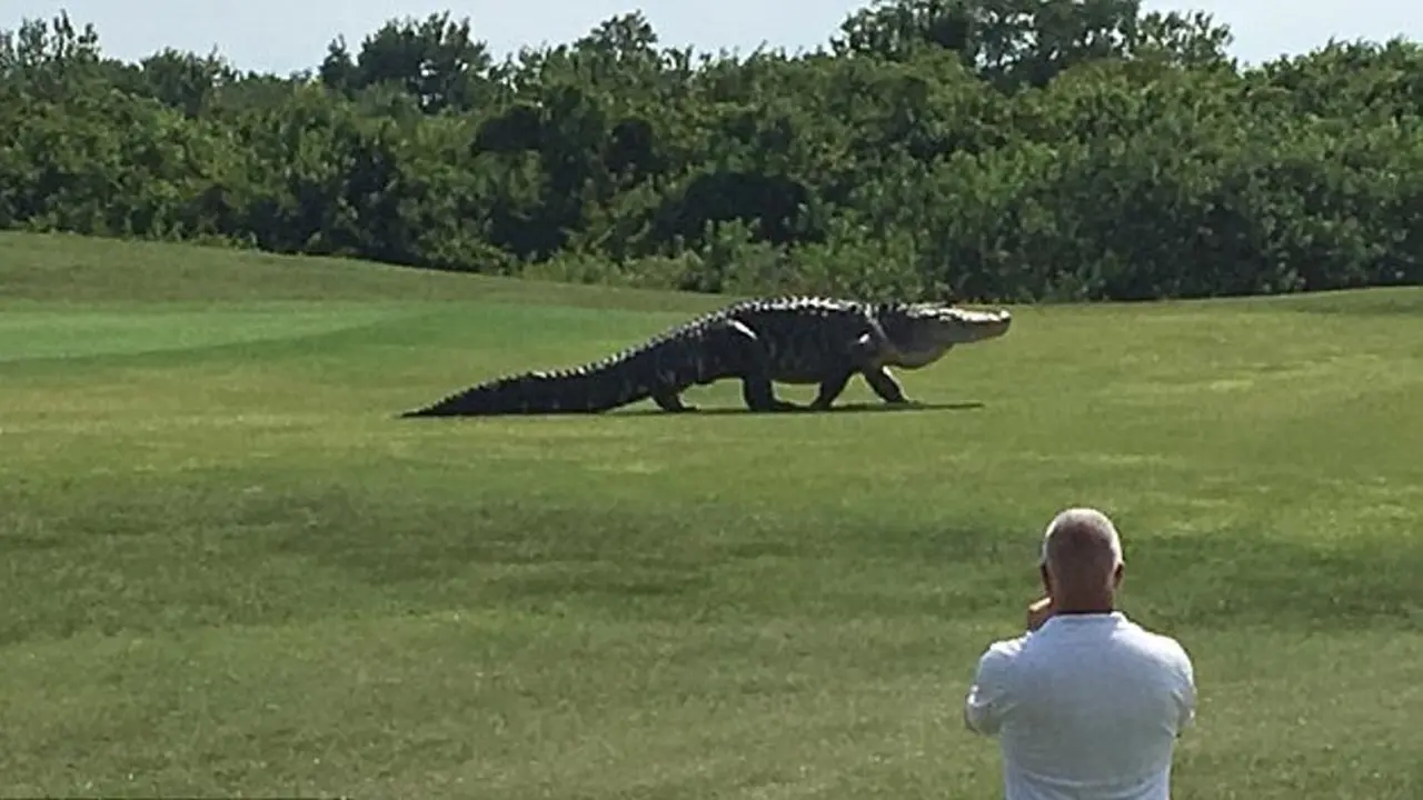 Rekaman Buaya 'Dinosaurus' Melintas di Depan Pemain Golf Florida