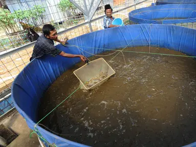 Peternak Kelompok Pembudidaya Ikan Maju Bersama memberikan pakan lele dengan metode pemeliharaan probiotik, Ciluar, Bogor, Jawa Barat, Selasa (6/8/2019). Probiotik adalah metode pemeliharaan lele dengan mereduksi air yang mengandung amoniak. (merdeka.com/Arie Basuki)