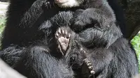 Induk beruang, Huanca menggendong salah satu dari dua bayinya di dalam kandang kebun binatang di Duisburg, Jerman, 19 April 2018. Beruang Andes yang lahir kembar pada malam Natal tahun lalu itu mulai menjelajahi kandangnya. (AP Photo/Martin Meissner)