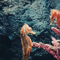 Ilustrasi kuda laut.(Photo by Jules Marvin Eguilos on Unsplash)