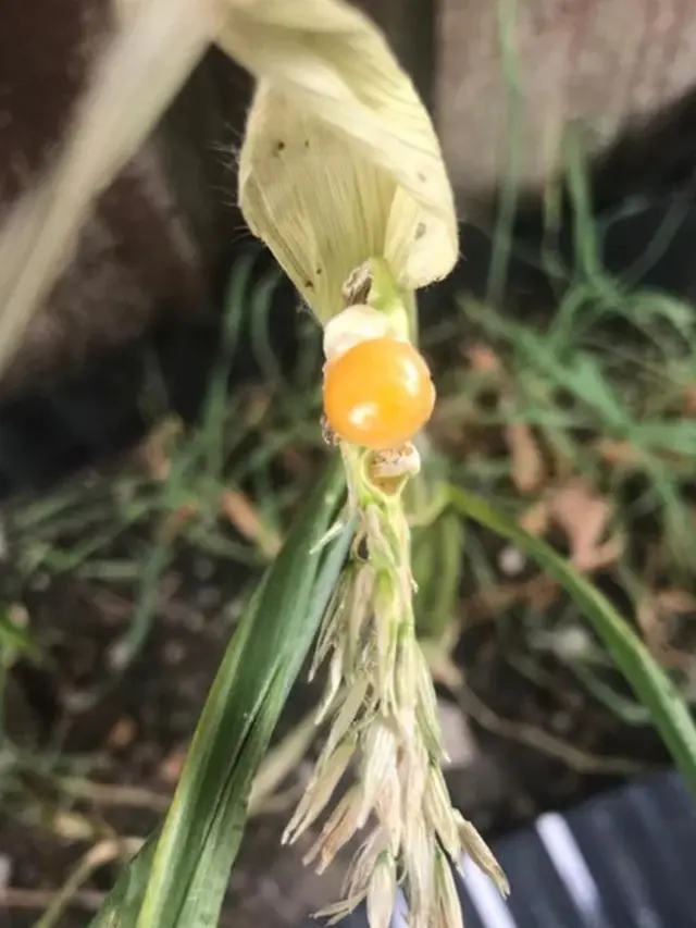 8 Potret Hasil Panen Gagal Ini Ukurannya Super Mini, Bikin Capek Berkebun