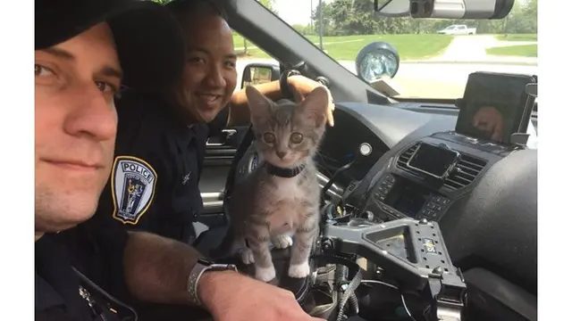7 Potret Kucing Jadi Pekerja Ini Bikin Gemas