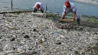 Jutaan Ikan Mati Misterius di Pantai Ancol