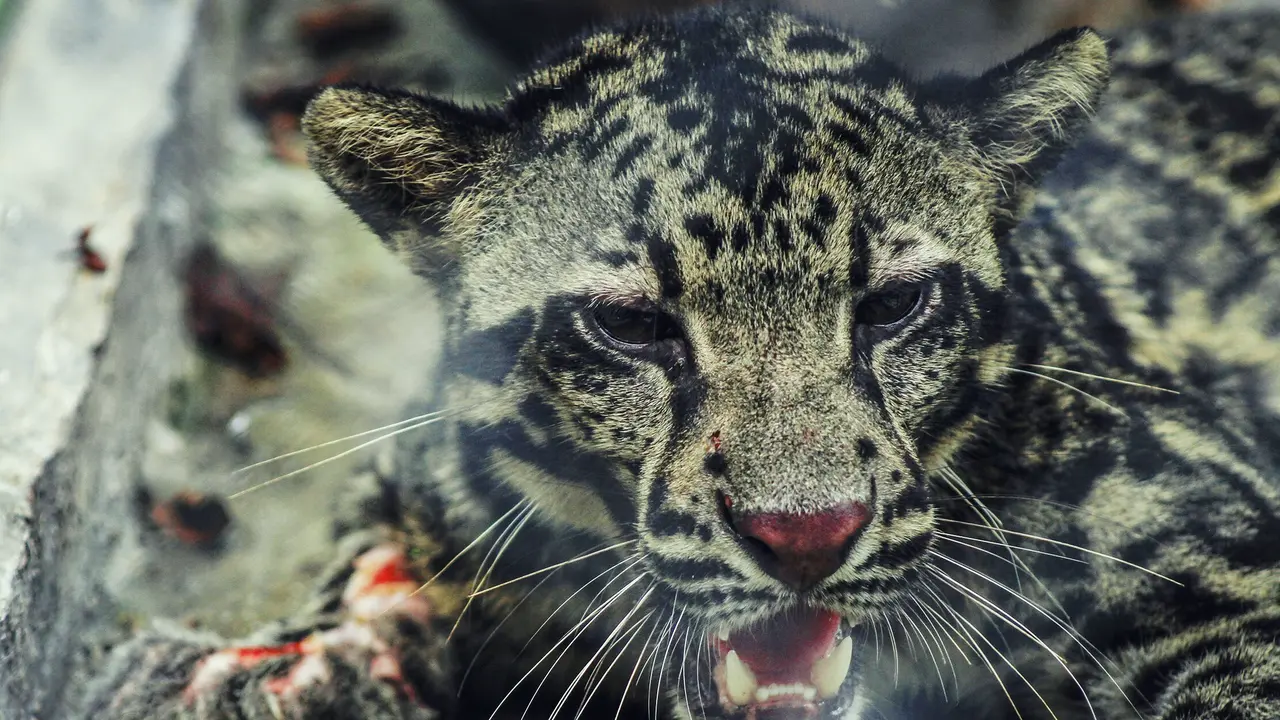 Bila Macan Dahan Terluka Bikin Khawatir Warga Satu Desa