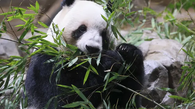 4.400 Orang Beri Salam Perpisahan untuk Panda Kembar China Terakhir di Kebun Binatang Ueno Jepang