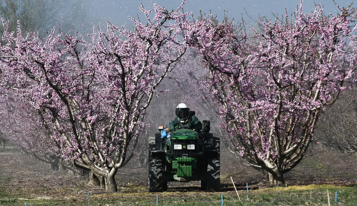 Petani beraktivitas dekat pohon persik yang berbunga di sebelah kota Veria, Yunani utara, pada 19 Maret 2019. Mekarnya bunga persik menjadi fenomena tahunan di pedesaan Yunani, yang menyerupai mekarnya bunga sakura di Jepang. (Sakis MITROLIDIS / AFP)