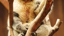 Seekor Koala sedang bertengger di salah satu atraksi Waterfront Ocean Park Hong Kong (18/5). Adventure in Australia merupakan wahana bertema alam Australia lengkap dengan spesies ikonik, seperti salah satunya Koala. (Liputan6.com/Ahmad Ibo)