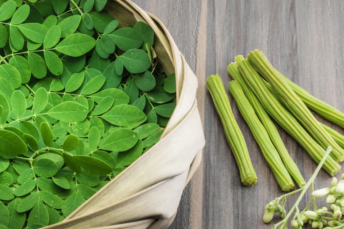 Jangan Sia-siakan Daun Kelor, Ini 3 Manfaatnya (MOHAMED ABDULRAHEEM/shutterstock)