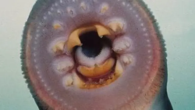 Gigi Lamprey