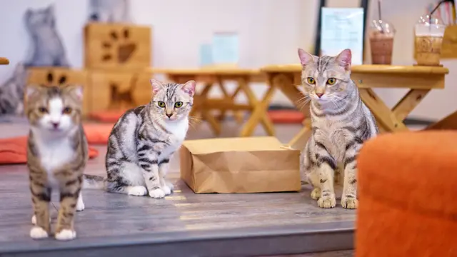 Deretan Cafe Kucing yang Menggemaskan, Siapa Tahu Ada di Dekat Rumahmu