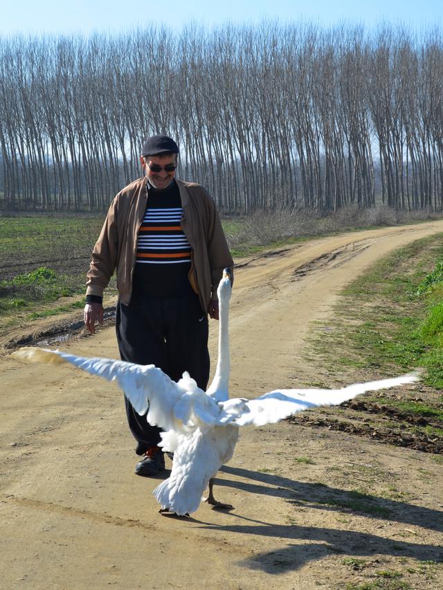 Persahabatan Unik Kakek di Turki dan Angsa Selama Puluhan Tahun Vertikal