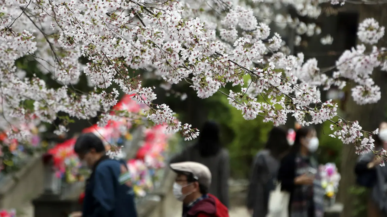 FOTO: Menikmati Keindahan Bunga Sakura Bermekaran di Kuil Zojoji