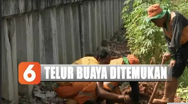 Telur-telur buaya pun dibiarkan dalam posisi tertimbun tanah. Petugas UPK pun berharap puluhan telur buaya ini segera dievakuasi untuk menghindari kerusakan.