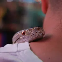 Ilustrasi ular masuk rumah/Copyright pexels.com/Lad Fury