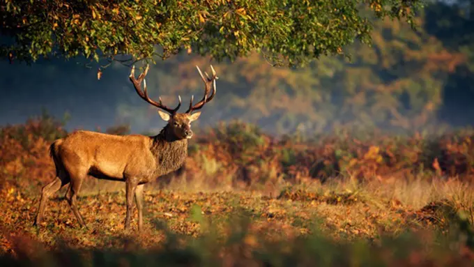 Photo: Copyright Thinkstockphotos.com