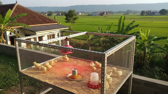 Kandang Ayam dari Besi Siku Lubang Model untuk Pembesaran DOC