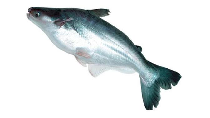 Ikan Patin Si Ikan Lezat Dan Bermanfaat Namun Berbahaya Lifestyle Fimela Com