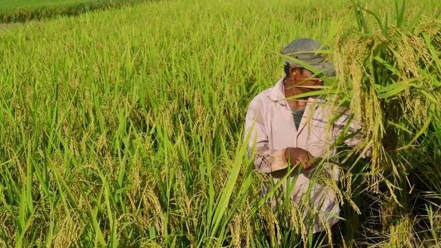 Panen padi Masa Tanam Pertama (MT 1) 2018 tahun ini cukup baik. Rata-rata per hektar menghasilkan gabah antara 6-7 ton per hektare. (Foto: Liputan6.com/Muhamad Ridlo)