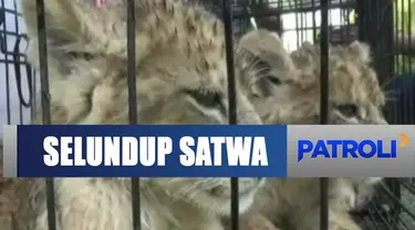 BBKSDA dan Polda Riau berhasil gagalkan penyelundupan satwa dilindungi.