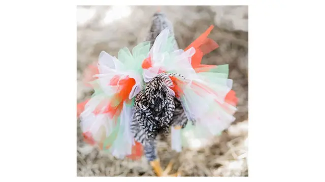 Pria Ini Buat Rok untuk Ayam, Alasannya Bikin Geleng Kepala