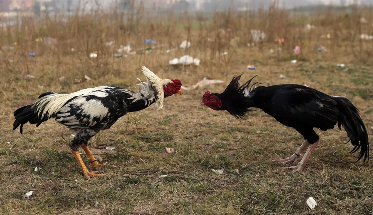 Dua ayam aduan saling bertarung pada pertandingan sabung ayam di pinggiran Islamabad, Pakistan, 15 Desember 2021. Pakistan terkenal memiliki jenis ayam petarung paling tua di dunia dengan kekuatan fisik dan mental bertarungnya. (AP Photo/Rahmat Gul)