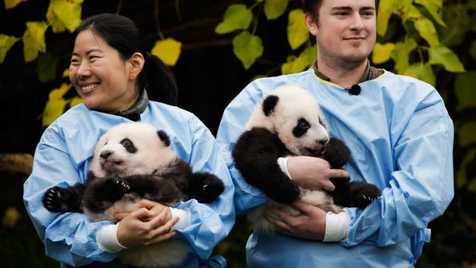 Anak kembar panda raksasa diperkenalkan kepada publik  di taman margasatwa Pairi Daiza, Brugelette, Belgia, Kamis (14/11/2019). Panda kembar berjenis kelamin jantan dan betina yang lahir pada Agustus 2019 itu diberi nama  